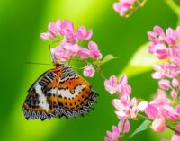 Foto 14_Mosaico_foto-de-foco-seletivo-de-uma-linda-borboleta-sentada-em-um-galho-com-pequenas-flores-cor-de-rosa_181624-14352